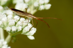 Protenor belfragei