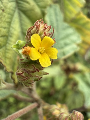 Waltheria indica