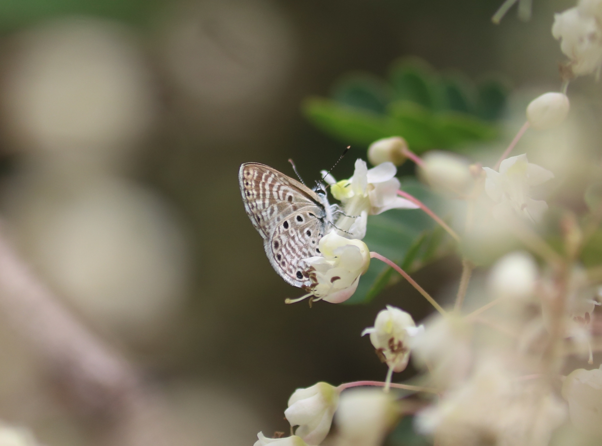 African Babul Blue