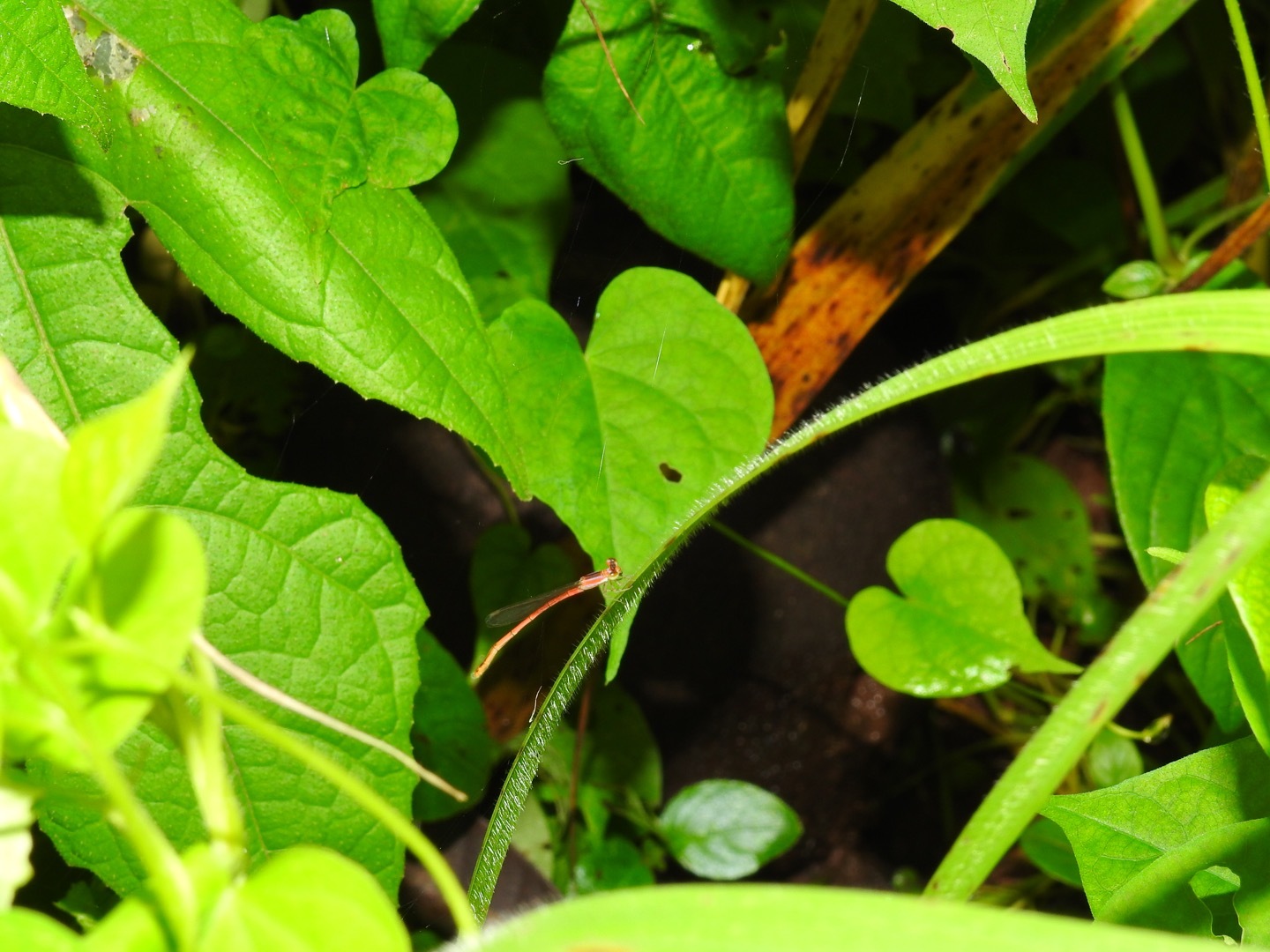 Pygmy Dartlet