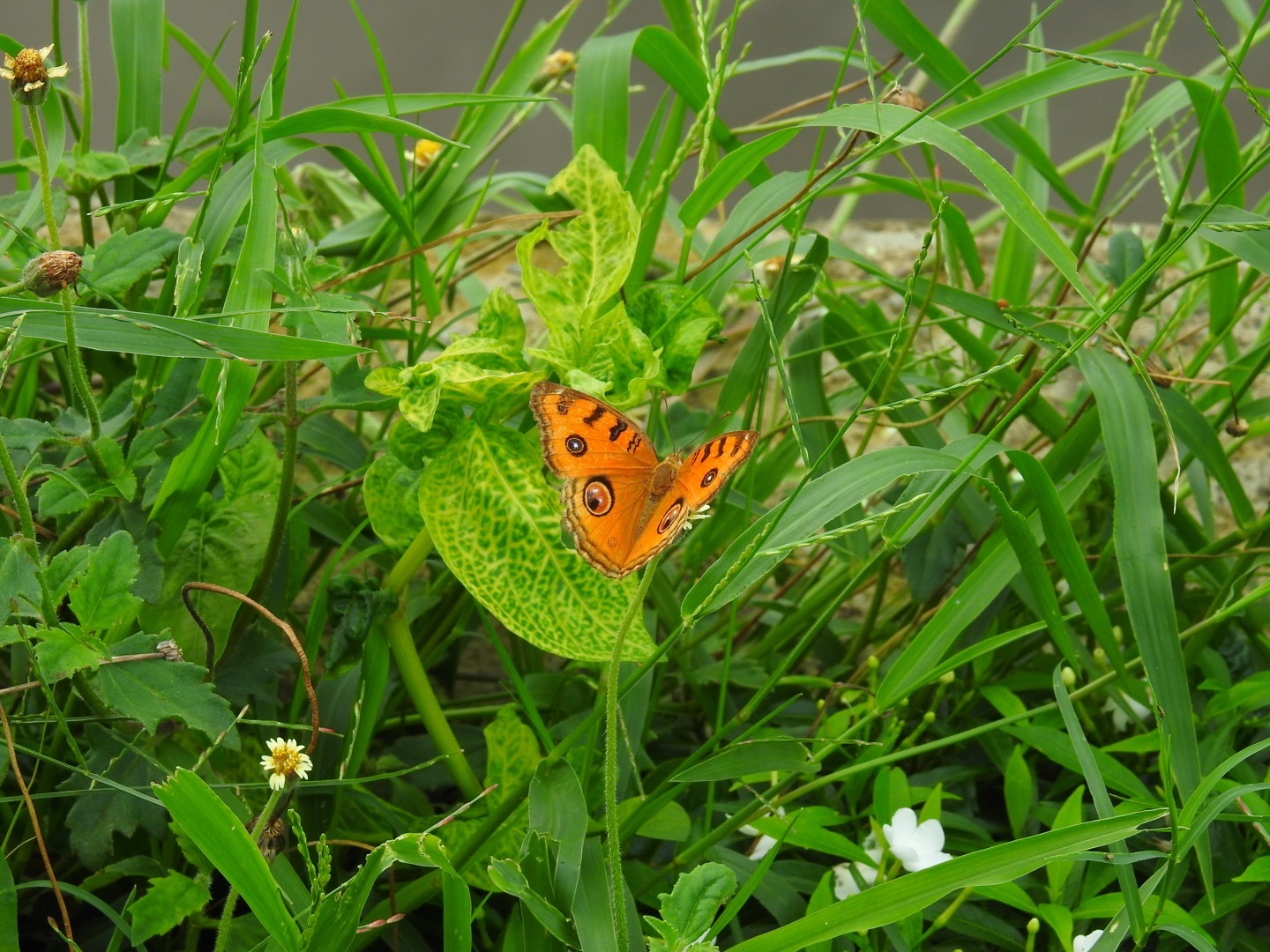 Peacock Pansy
