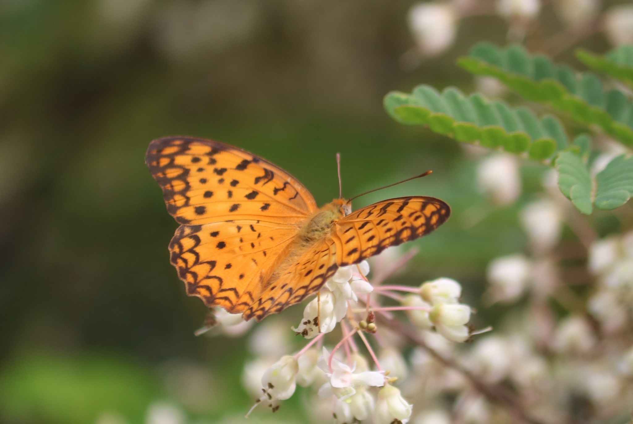 Common Leopard