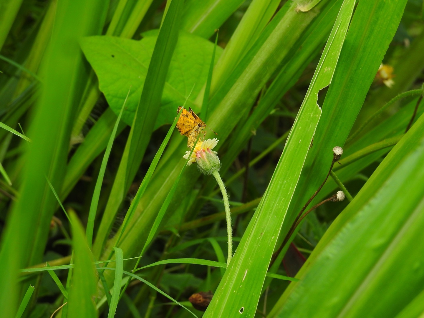 Bush Hopper