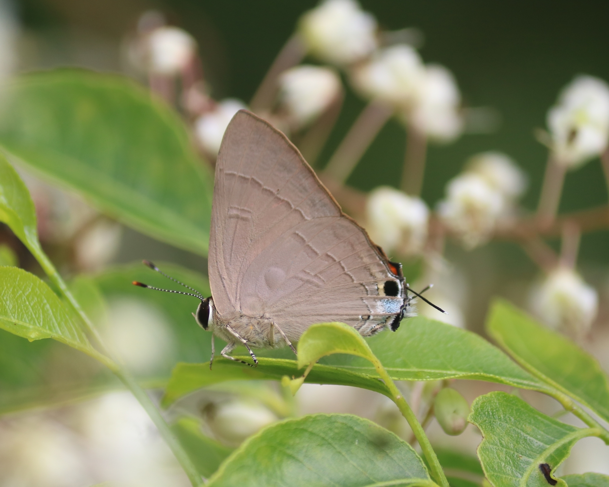 Common Red Flash