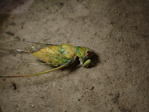 Peaceful Cicada