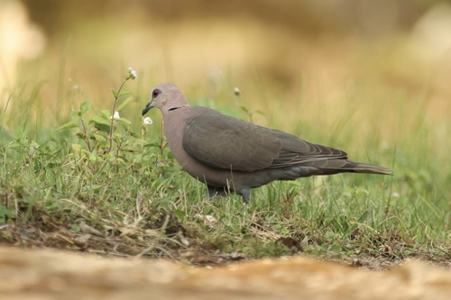 Red-eyed Dove
