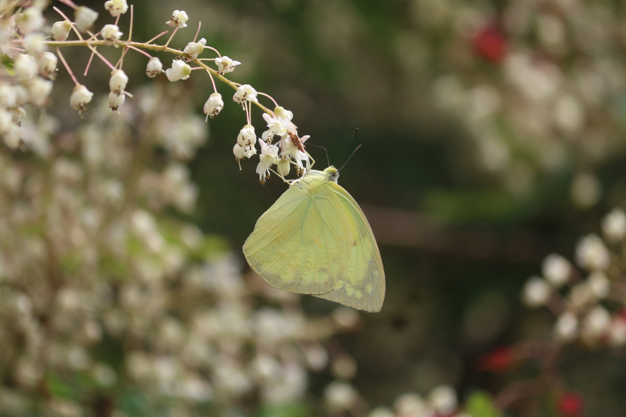 Lemon Emigrant