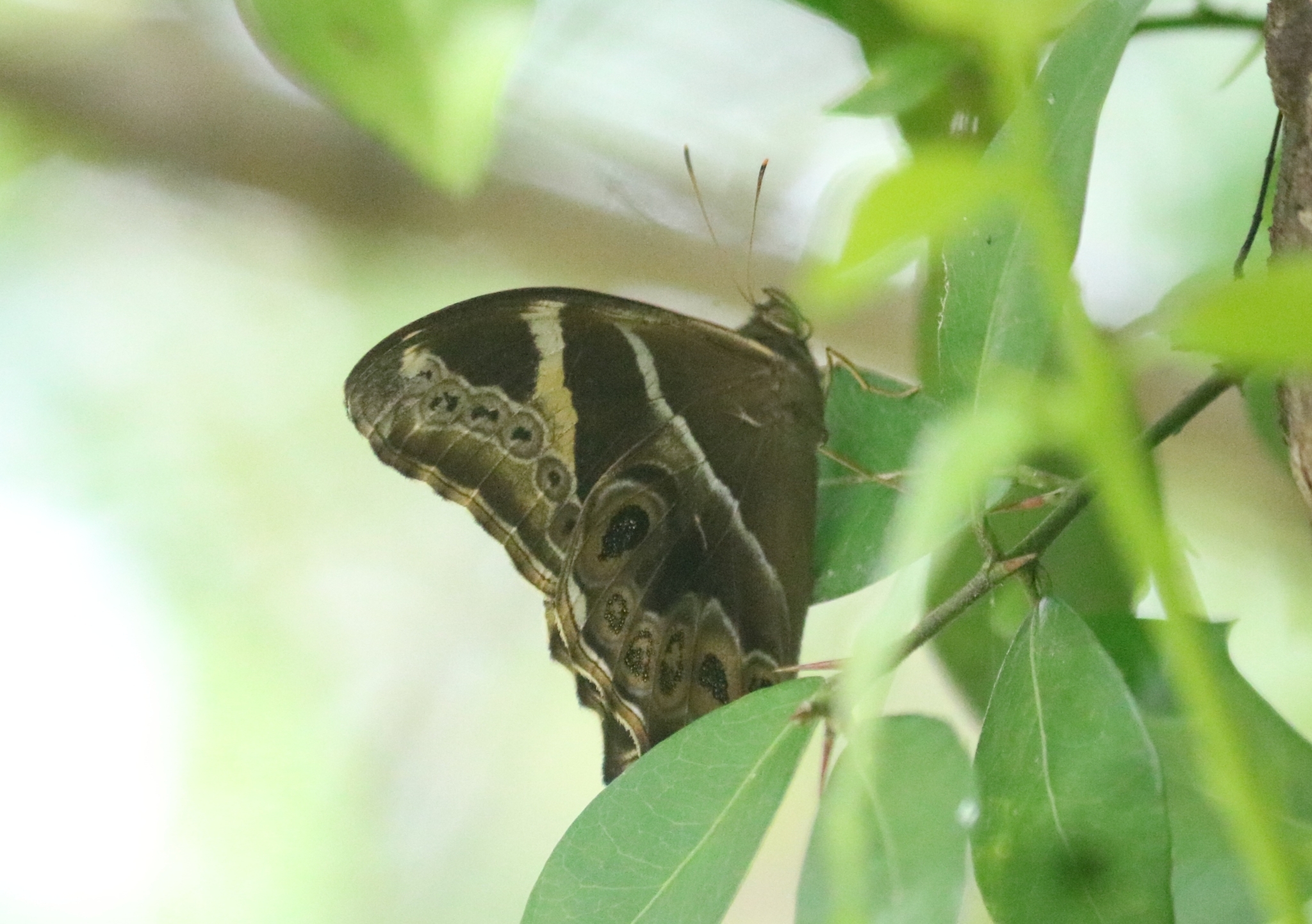 Bamboo Treebrown