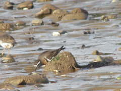 Charadrius modestus