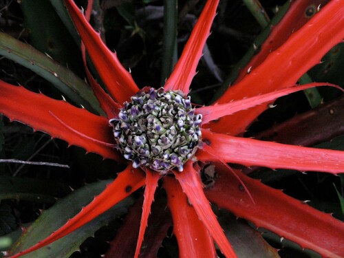 Bromelia serra, photograph 3