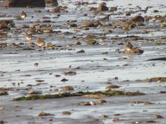 Charadrius modestus