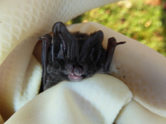 Barbastella barbastellus