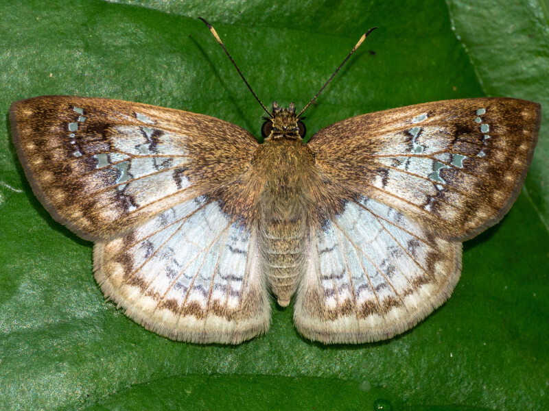 Canesia leada
