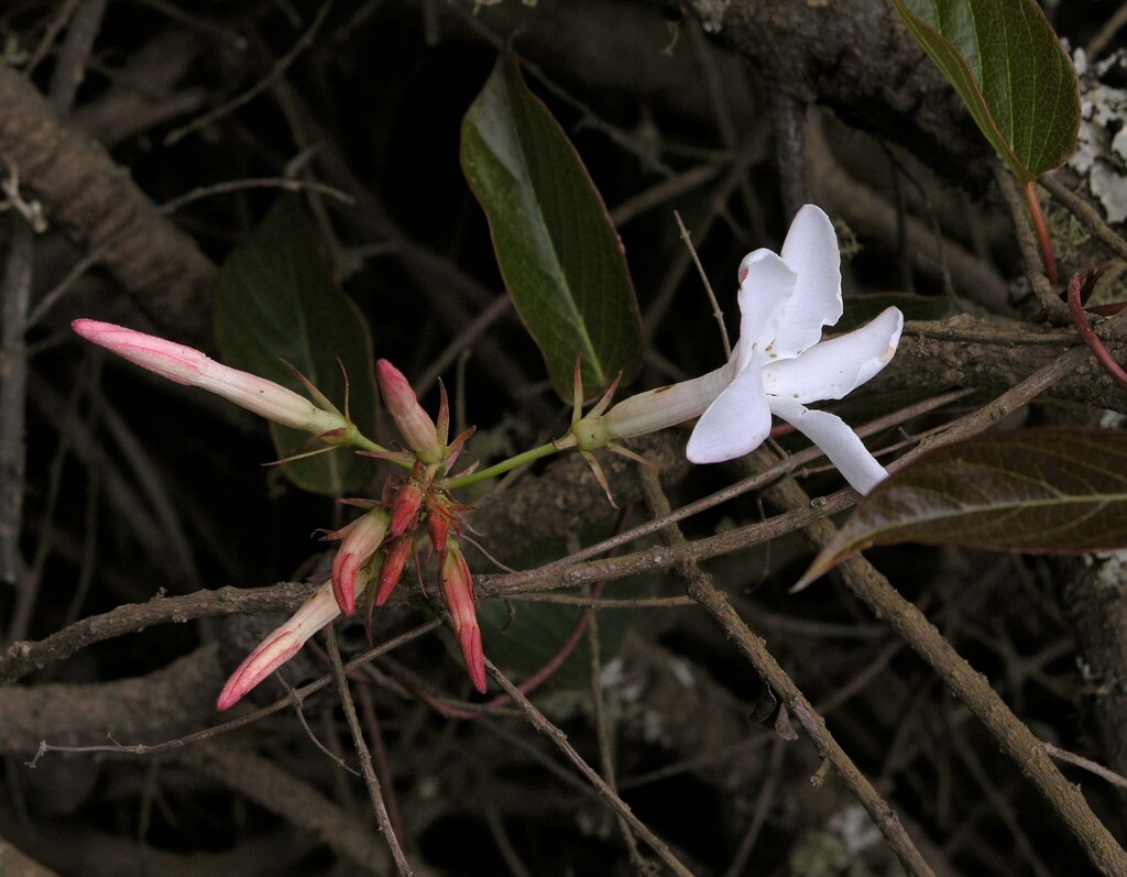 Mandevilla laxa; photograph (c) Lon Brehmer, some rights reserved (CC BY)