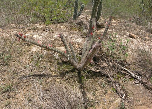 Cleistocactus candelilla (Cleistocactus candelilla)