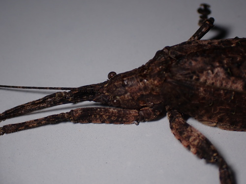 Tegra novaehollandiae