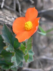 Begonia cinnabarina, photograph Lon Brehmer, CC BY, iNaturalist via GBIF