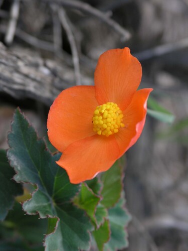 Begonia cinnabarina