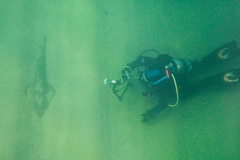 Pseudobatos productus