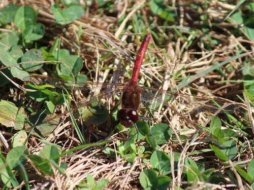 Saffron-winged Meadowhawk