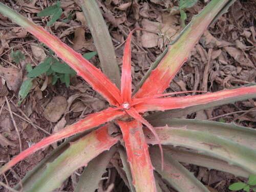 Bromelia serra, photograph 2