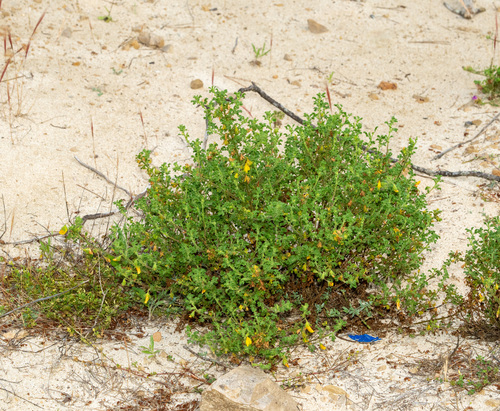 Frilled restharrow (Ononis crispa)