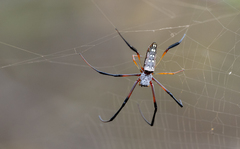 Trichonephila sumptuosa