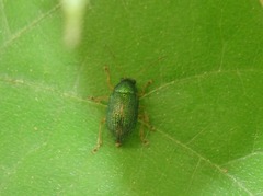 Colaspis lebasi
