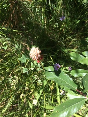 Triantha occidentalis