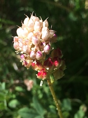 Triantha occidentalis