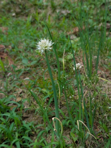 Allium fistulosum iNat (1)