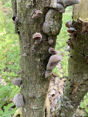 Auricularia polytricha