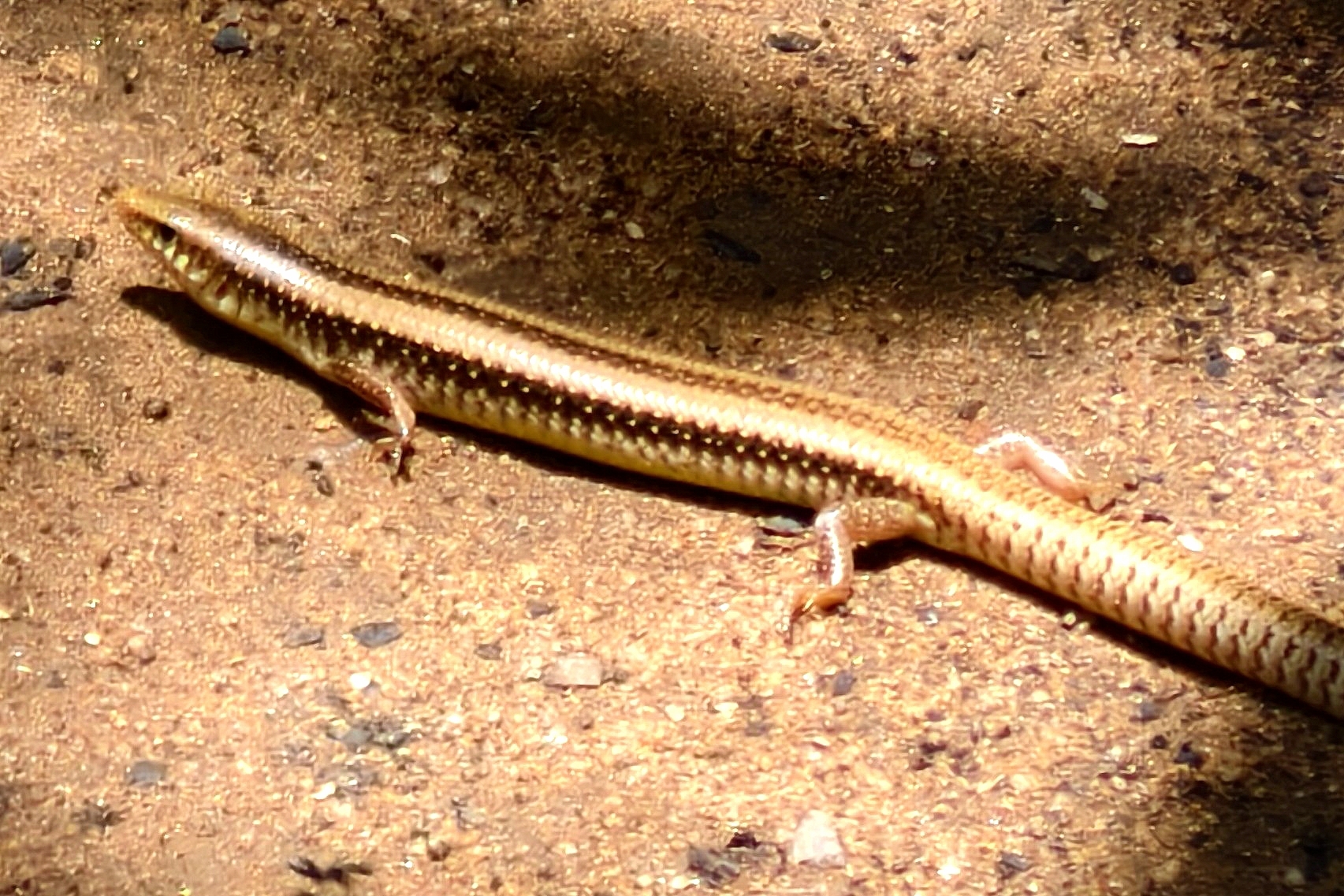 Ribbon-side Skink