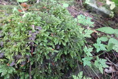 Thamnobryum alleghaniense