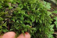 Thamnobryum alleghaniense