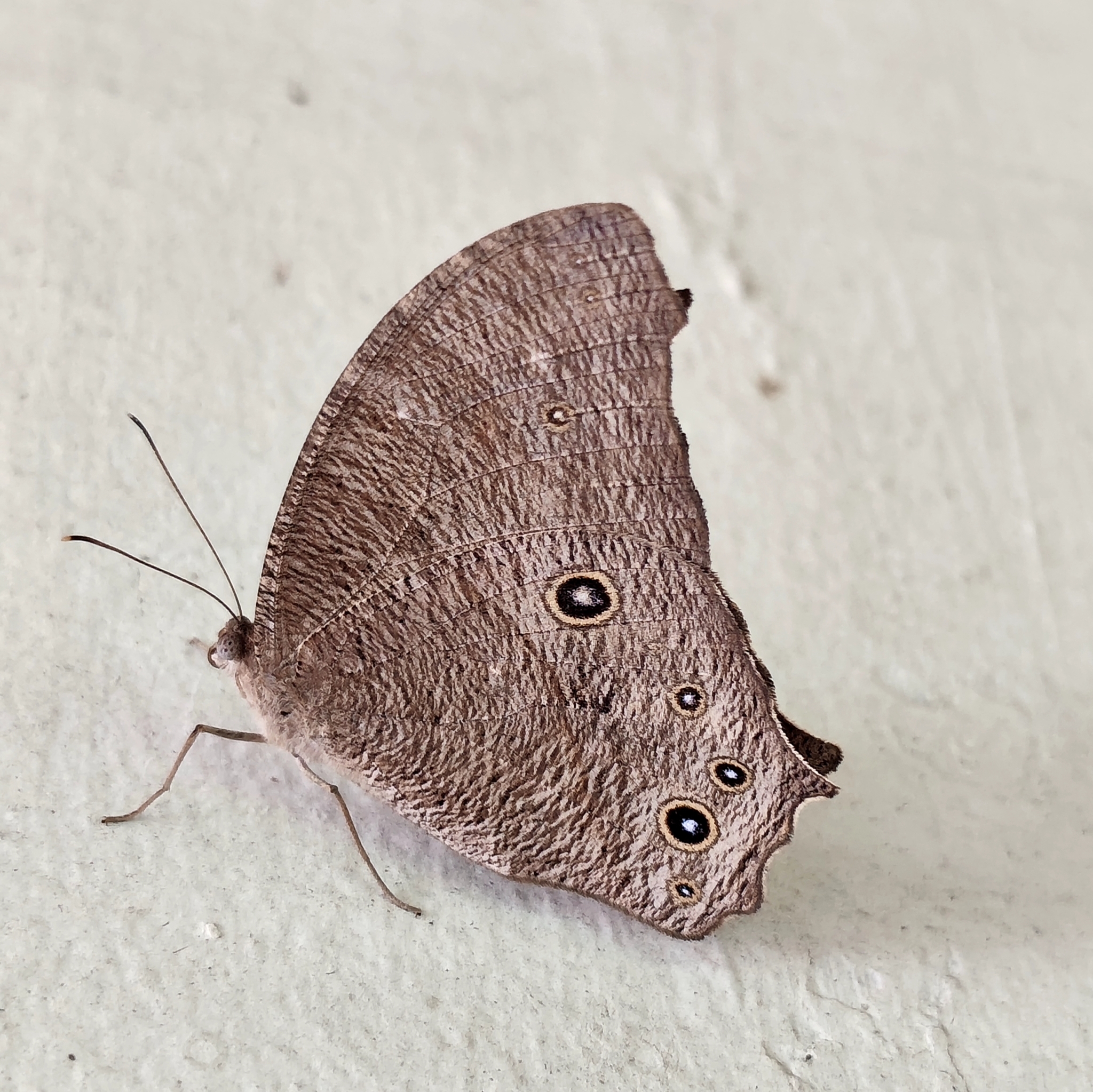 Common Evening Brown