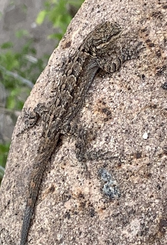 Ornate Tree Lizard