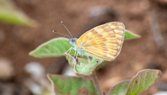 Colotis chrysonome