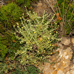 Santolina magonica, photograph (c) Andrew Skotnicki, some rights reserved (CC BY)