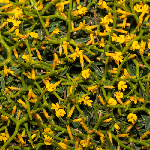 Anthyllis hystrix, photograph 5