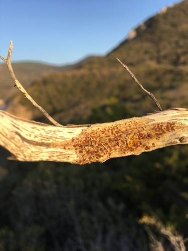 Representative image of Blastenia subochracea