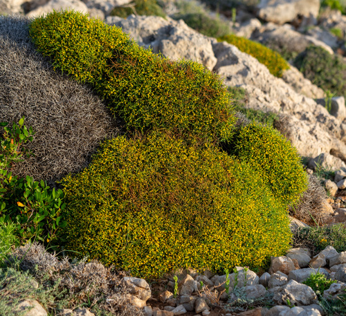 Anthyllis hystrix, photograph 6