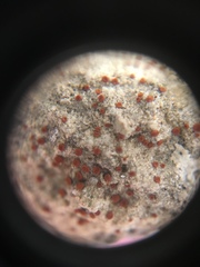 Rufoplaca arenaria