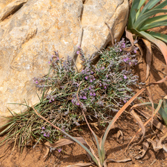 (c) Andrew Skotnicki, some rights reserved (CC BY) Teucrium subspinosum, photograph (c) Andrew Skotnicki, some rights reserved (CC BY)