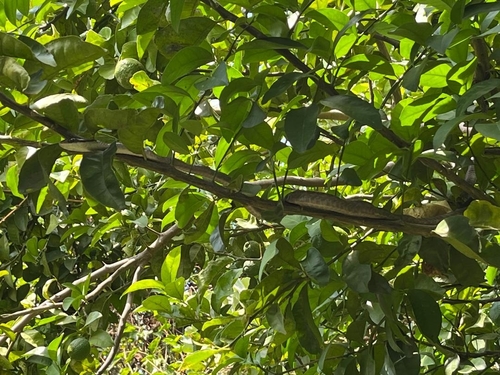 Boomslang