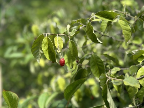 Elaeagnus multiflora observed 2025-05-31