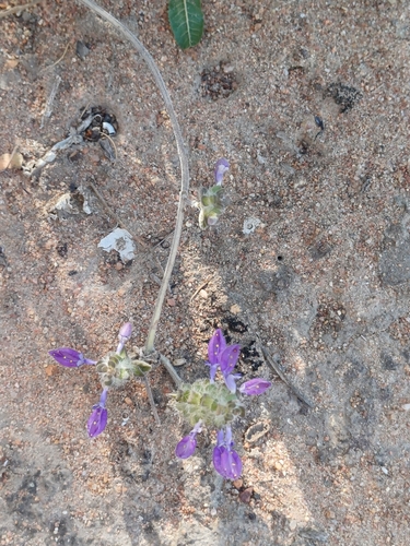 Coleus lasianthus, photograph 4