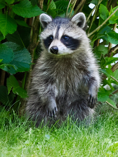 Common Raccoon photographed in Rhode Island
