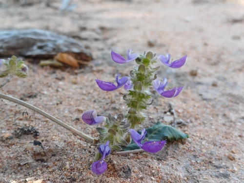 Coleus lasianthus, photograph 5