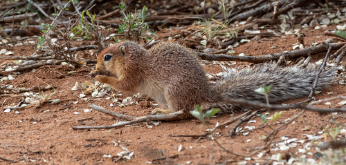 Unstriped Ground Squirrel